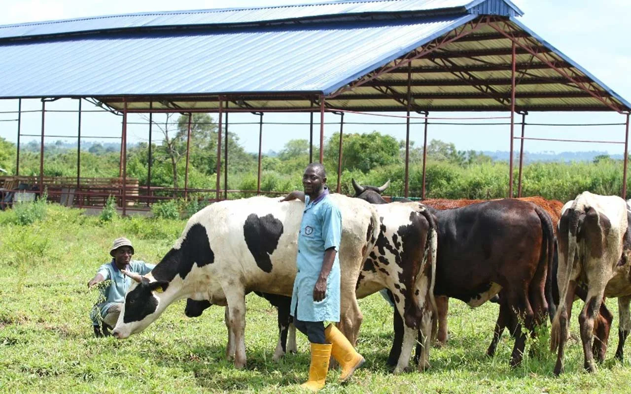Bemgba Iortyom rejects Federal Government ranching plan in Benue
