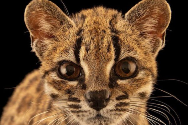 Tilcayo tiger cat, a newly identified wild cat species discovered in Bolivia