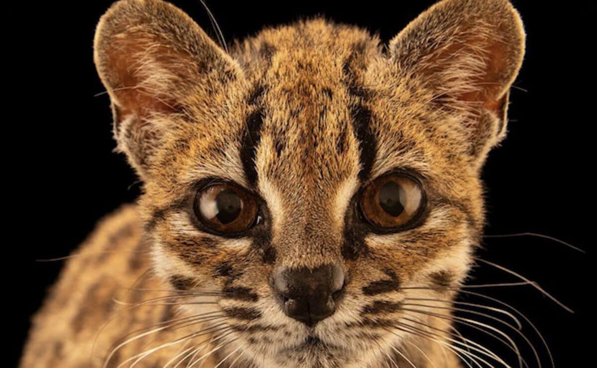 Tilcayo tiger cat, a newly identified wild cat species discovered in Bolivia